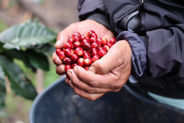 coffee isn’t just a drink—it’s a fruit.