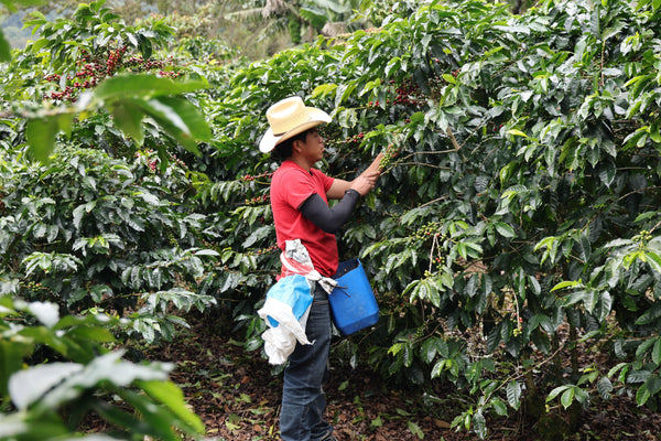 coffee prices are way up, but who’s benefiting?