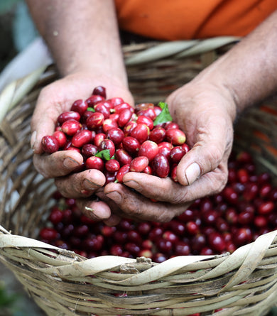 Hands holding red coffee beans over a woven basket