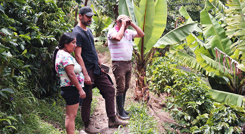 Three people walking through the coffee field