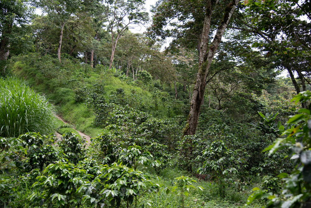 Santa Teresa, Nicaragua